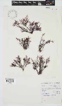 Gelidium capense image