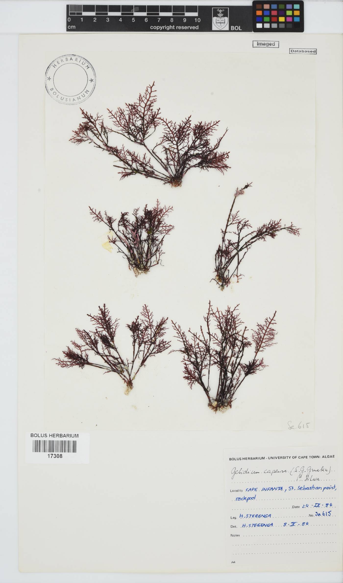 Gelidium capense image