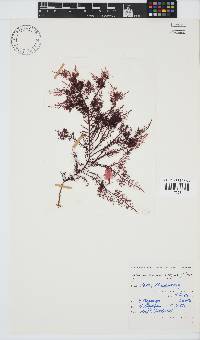 Gelidium capense image