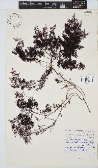 Gelidium capense image
