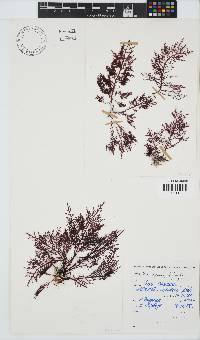 Gelidium capense image
