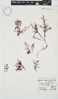 Gelidium capense image