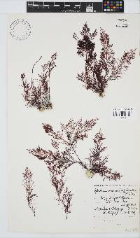 Gelidium capense image
