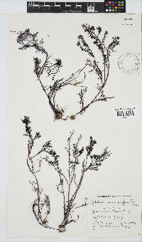 Gelidium capense image