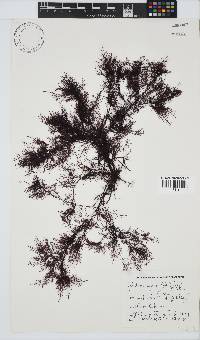 Gelidium capense image