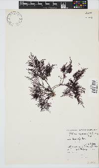 Gelidium capense image
