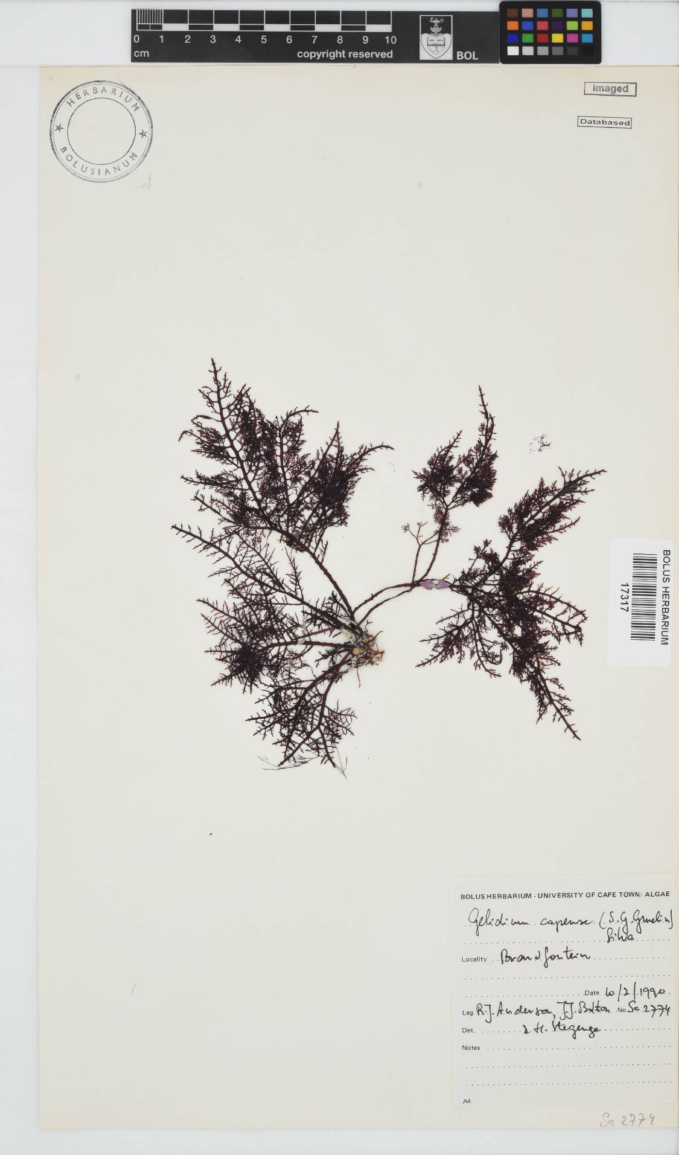Gelidiaceae image