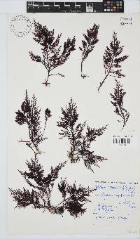 Gelidium capense image