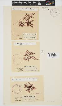 Gelidium capense image