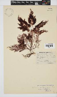 Gelidium capense image