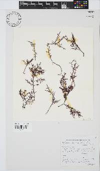 Gelidium capense image