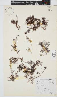 Gelidium capense image