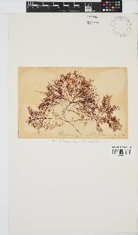 Gelidium capense image