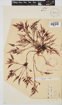 Gelidium capense image