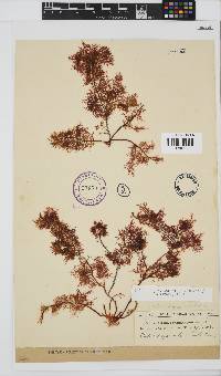 Gelidium capense image
