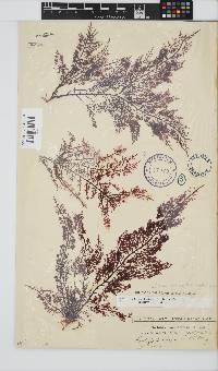 Gelidium capense image