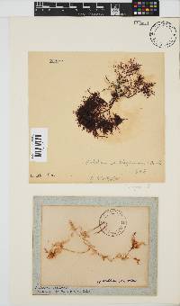 Gelidium capense image