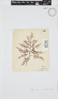 Gelidium capense image