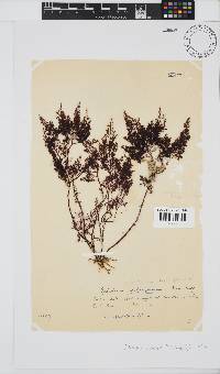 Gelidium capense image