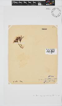 Gelidium capense image