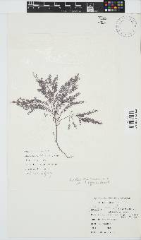 Gelidium capense image