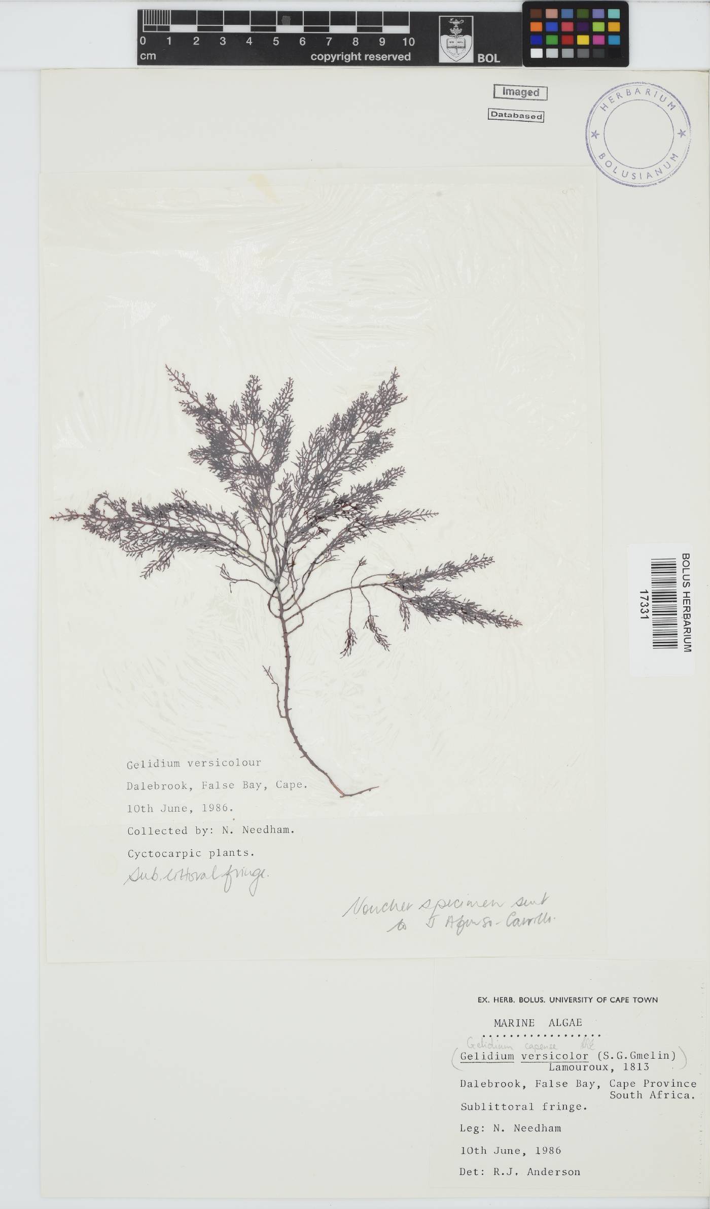 Gelidium capense image