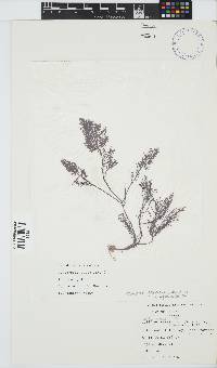 Gelidium capense image