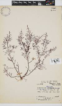 Gelidium capense image