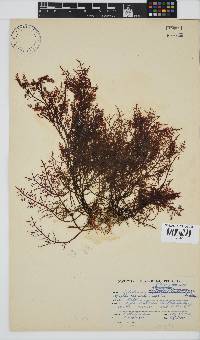 Gelidium capense image