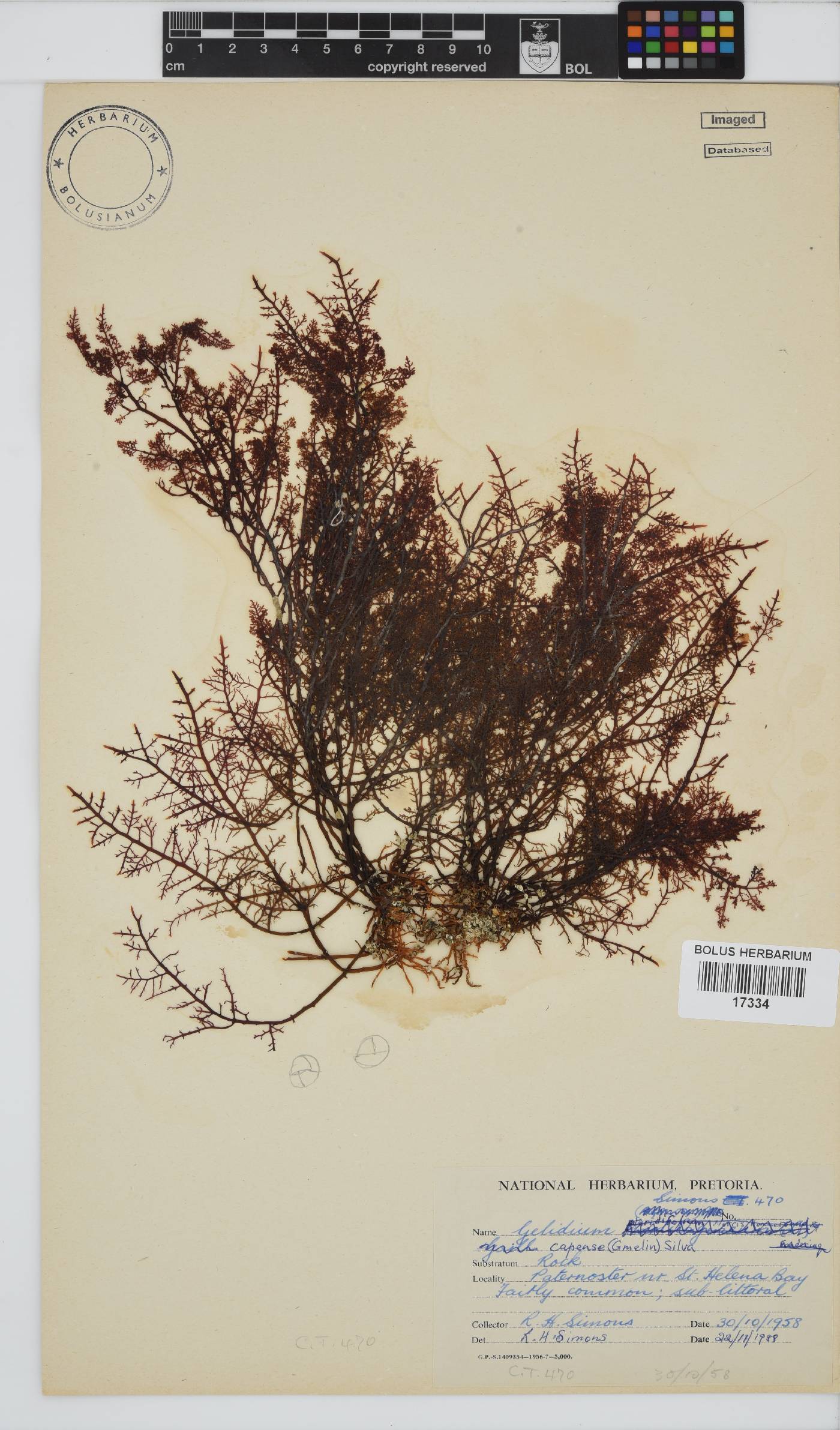Gelidium capense image