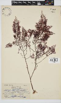 Gelidium capense image