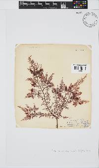 Gelidium capense image