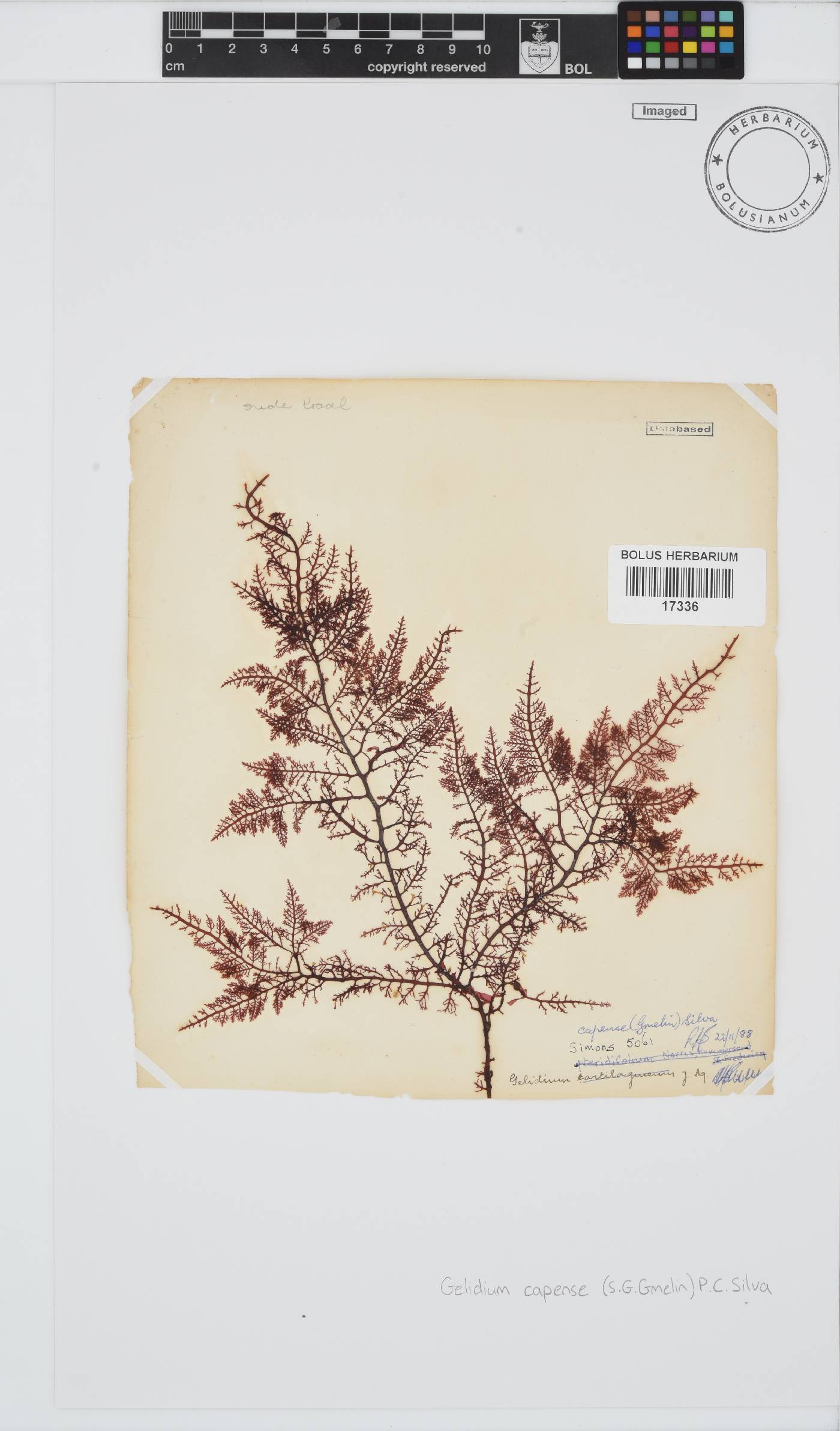 Gelidium capense image