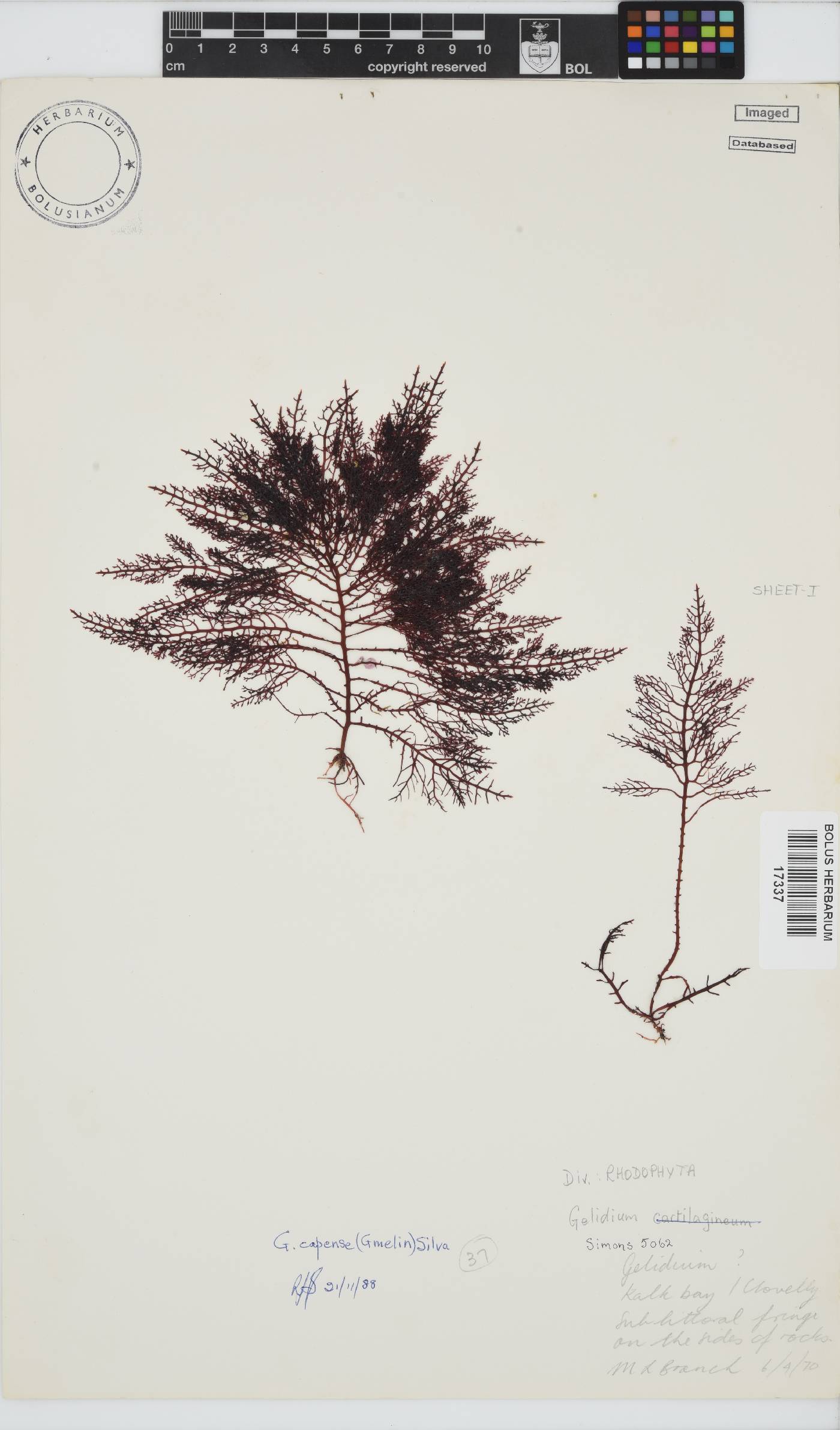 Gelidium capense image