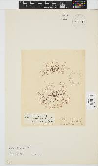 Gelidium arenarium image