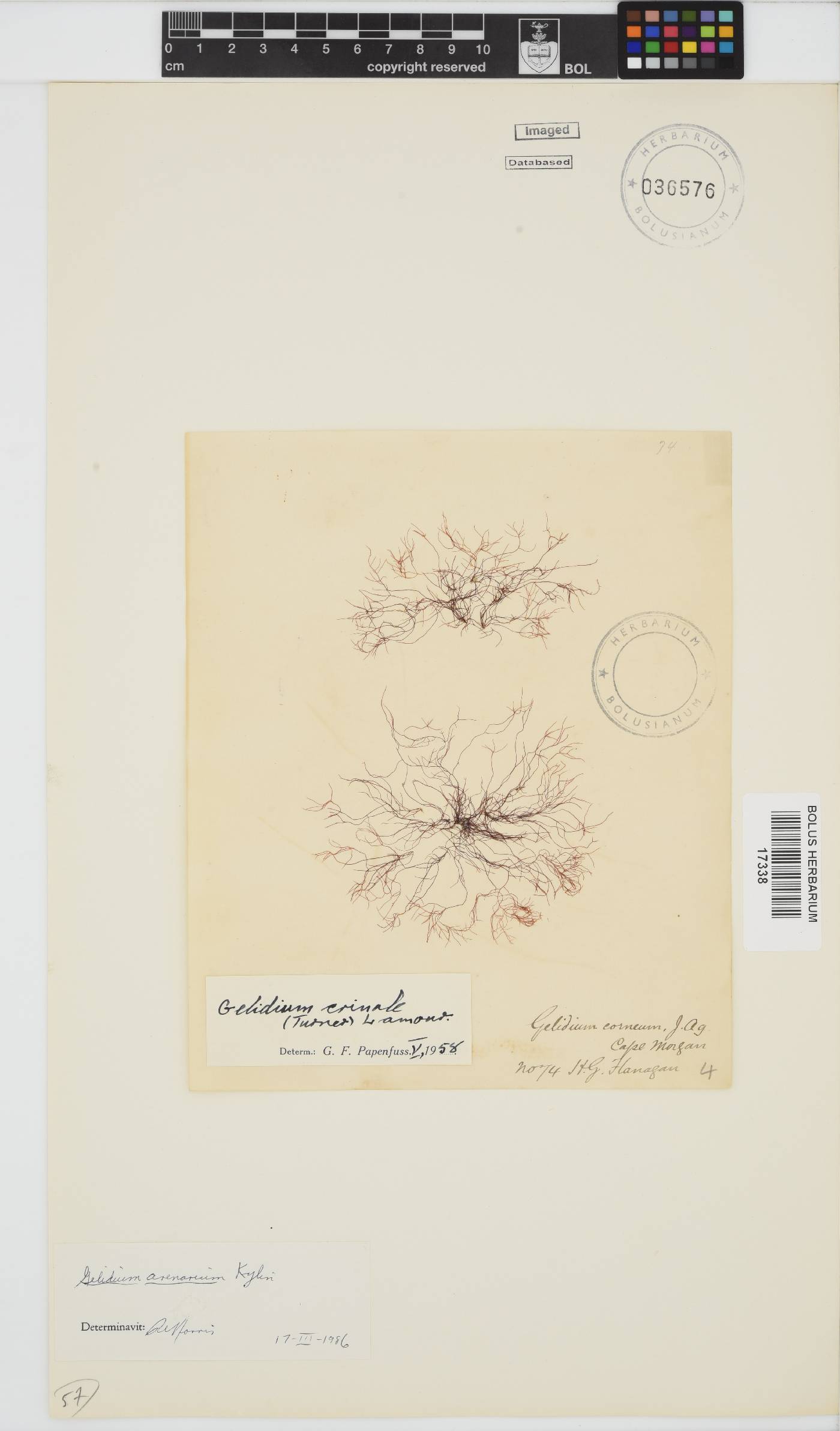 Gelidium arenarium image