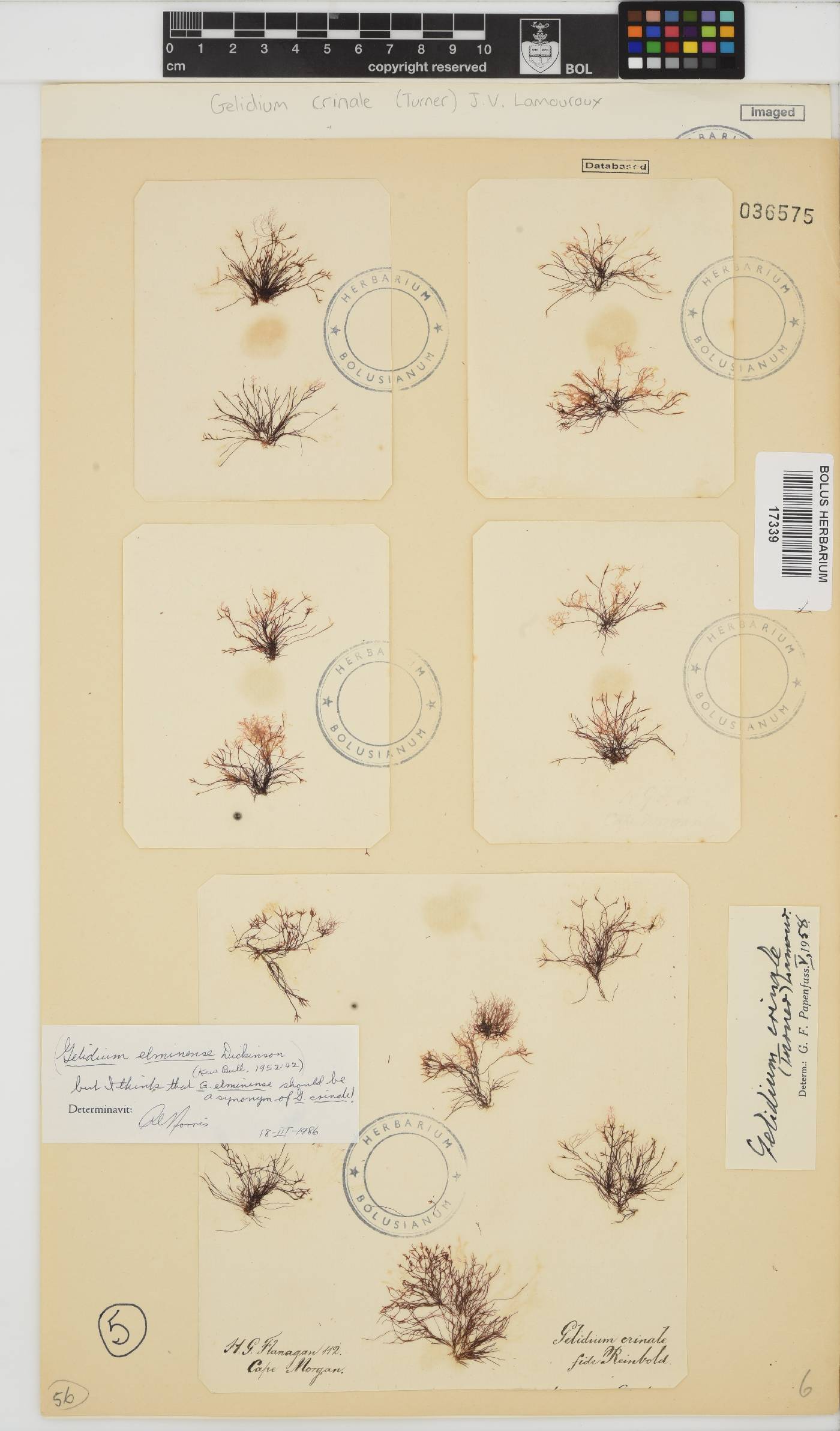 Gelidium crinale image
