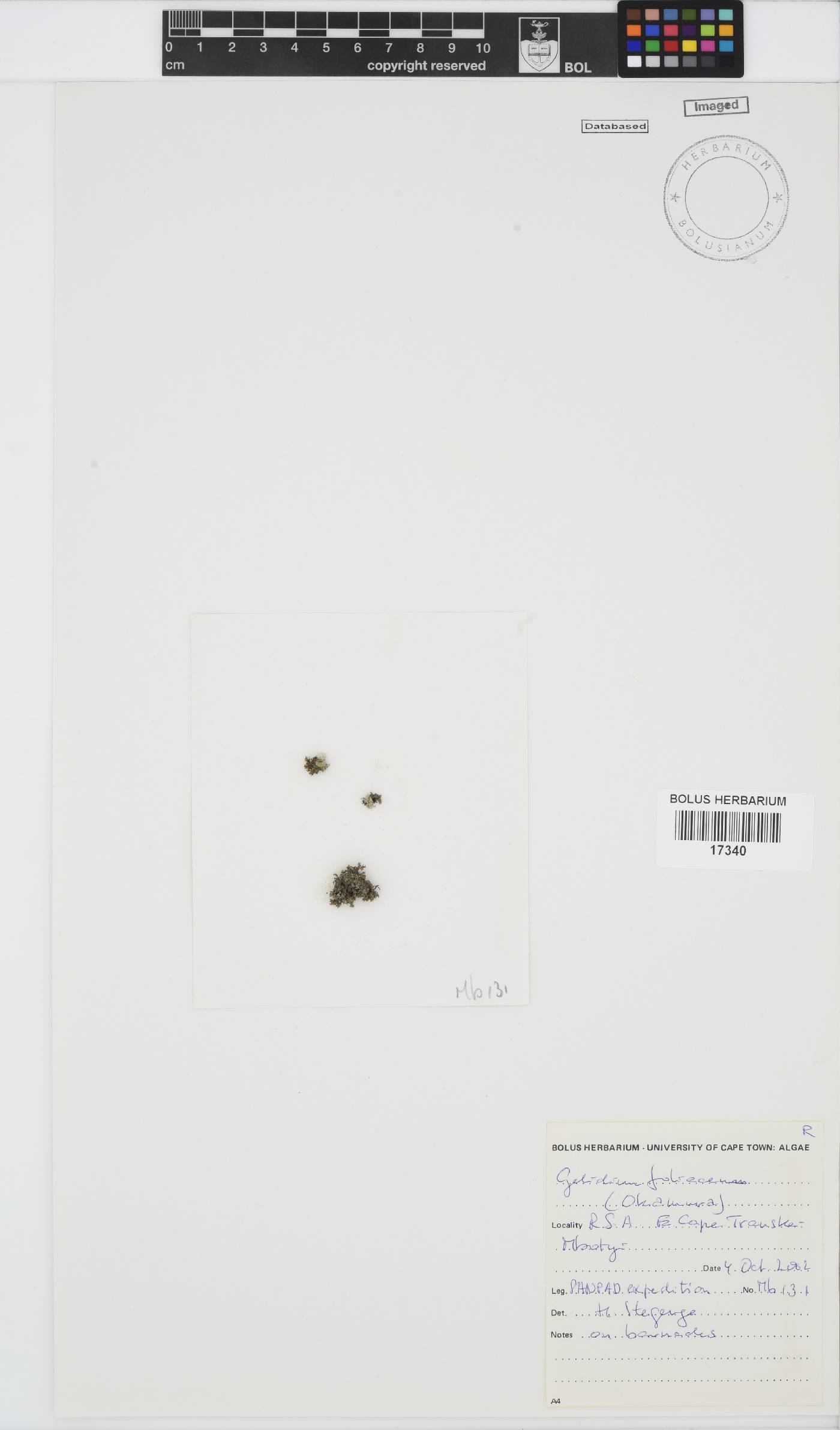 Gelidium foliaceum image