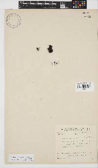 Gelidium foliaceum image