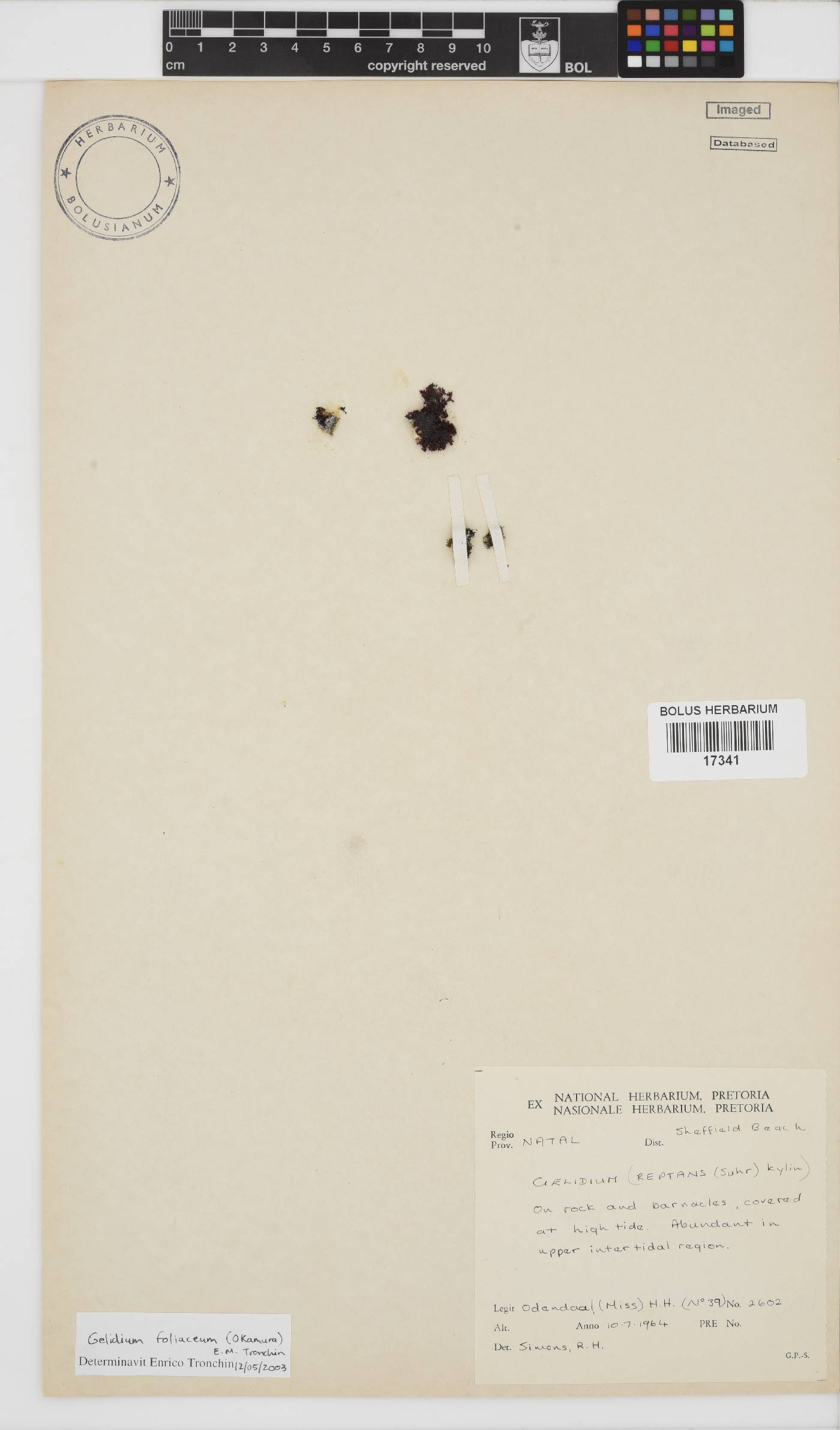 Gelidium foliaceum image