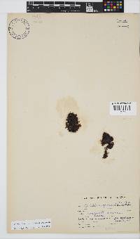 Gelidium foliaceum image