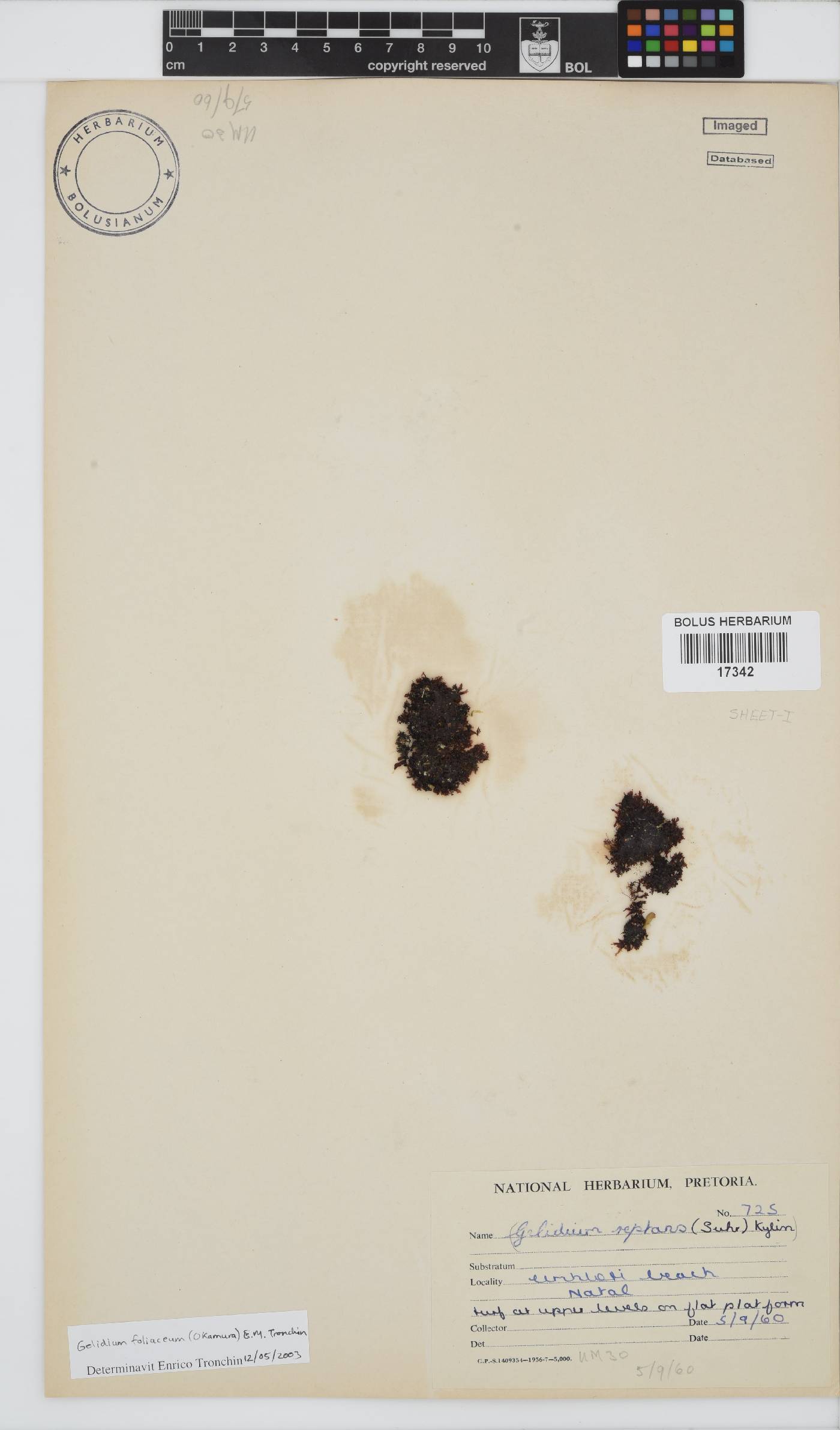 Gelidium foliaceum image