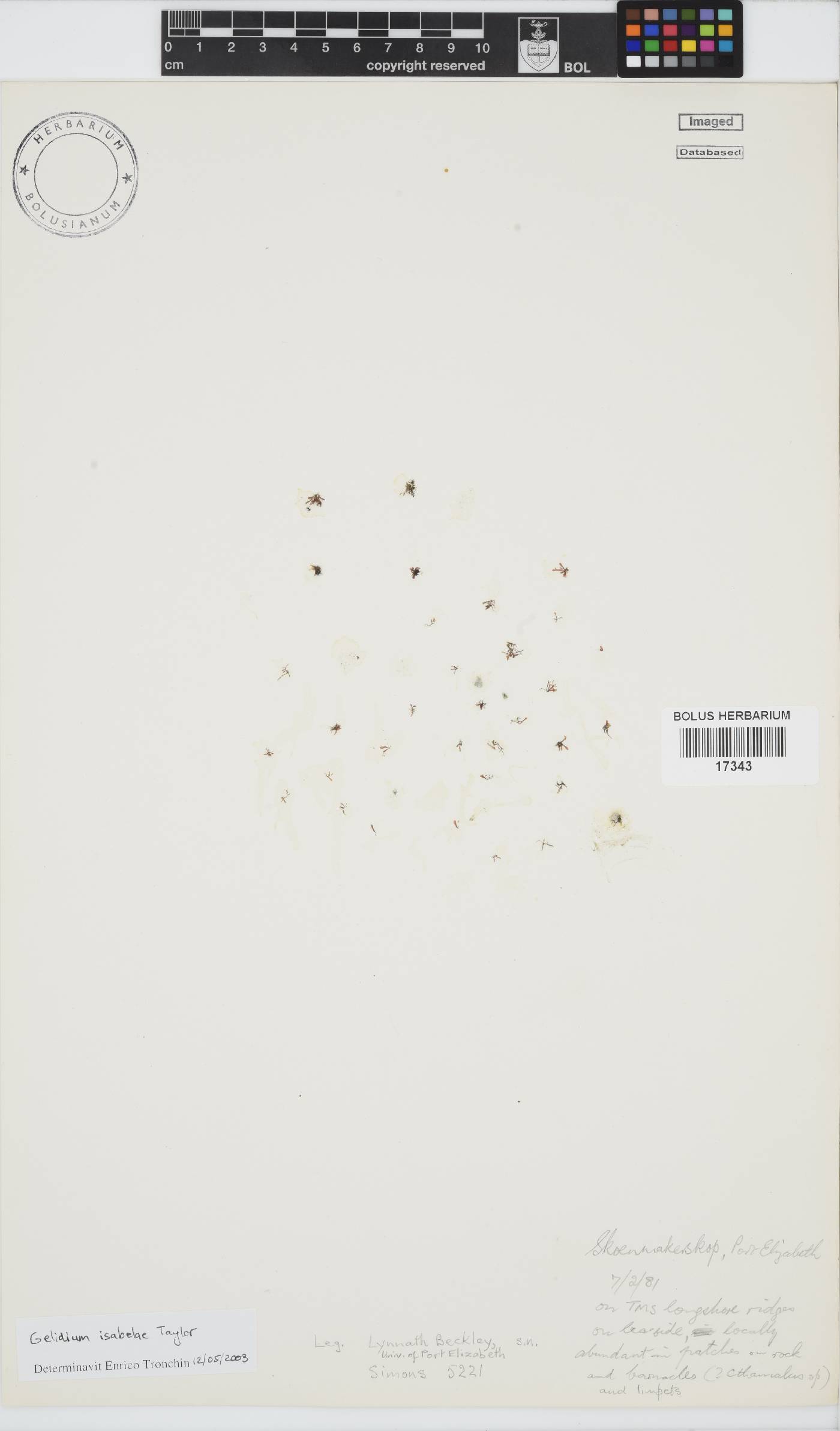 Gelidium isabelae image