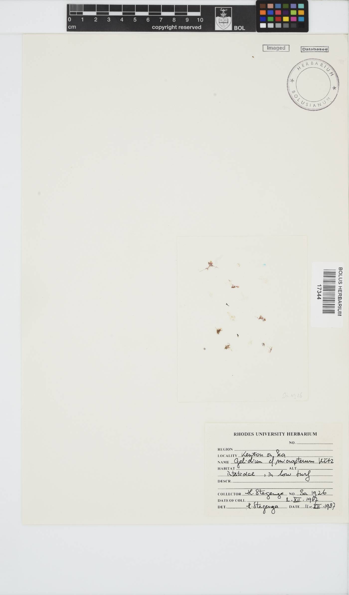 Gelidium micropterum image