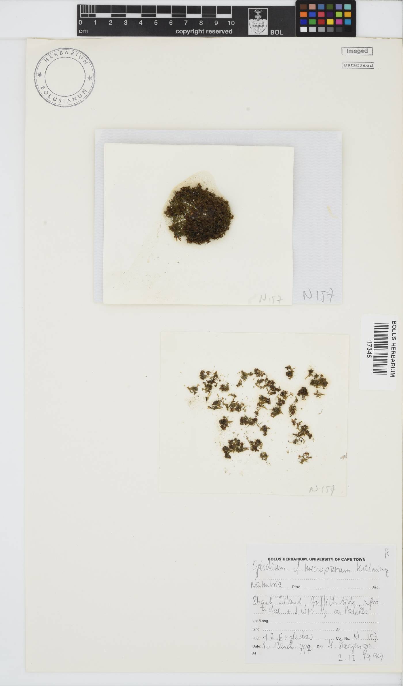Gelidium micropterum image