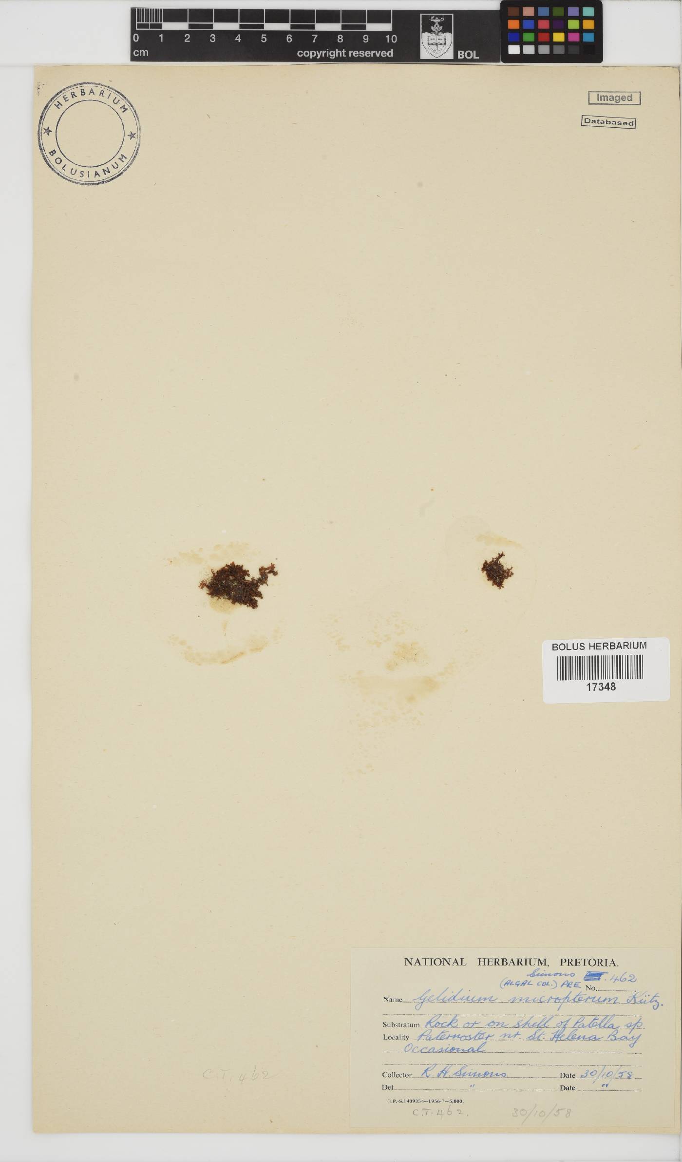 Gelidium micropterum image
