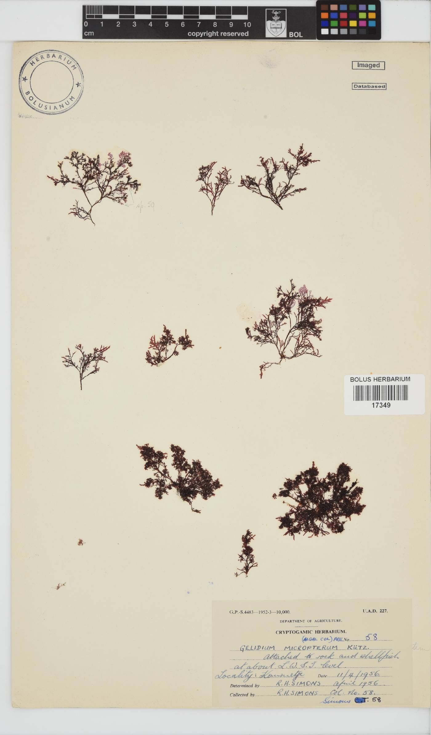 Gelidium micropterum image