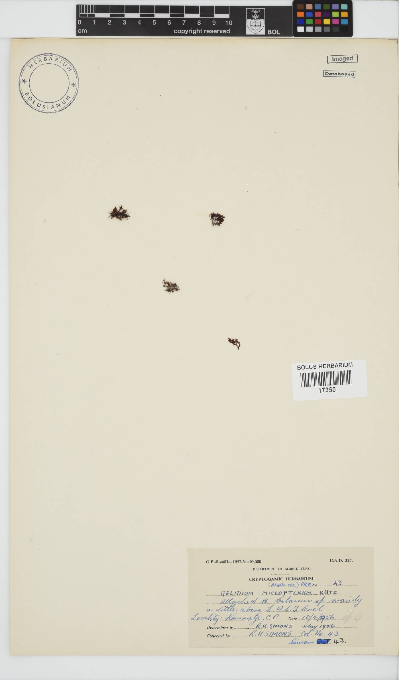 Gelidium micropterum image