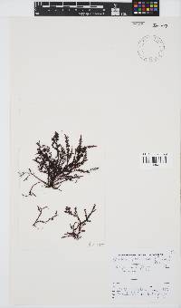 Image of Gelidium pristoides