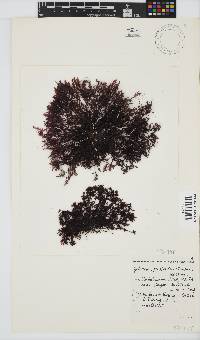 Gelidium pristoides image